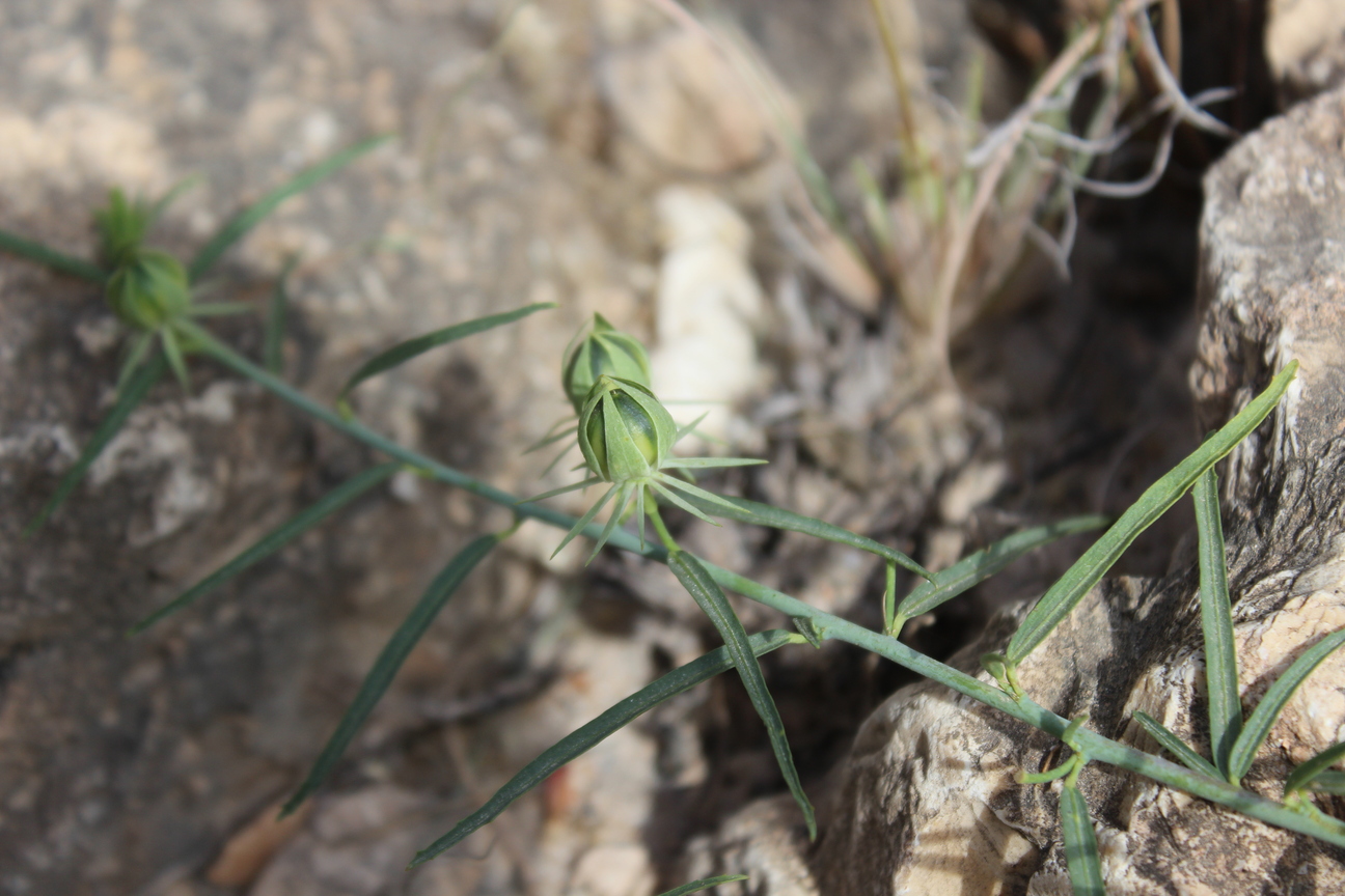 Plant Image